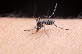 Moustique-tigre : quelles maladies risque-t-on après une piqûre ? 