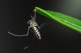 Virus tropicaux : l’Europe est de plus en plus exposée