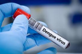 Dengue : l’infection laisse une empreinte durable sur l’immunité