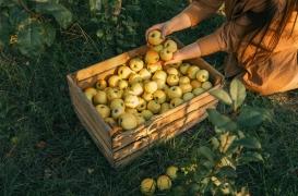 Pesticides : doit-on se méfier des pommes ?