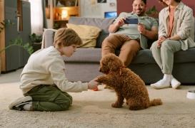 Santé mentale : prendre un chien n’est pas un remède miracle !