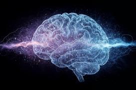 Pourquoi le cerveau humain se développe-t-il plus lentement que celui des autres primates ?