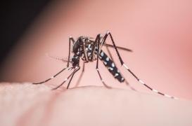 Dengue : ces 2 facteurs favorisent la survenue des épidémies en Europe