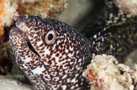 Ciguatera : c’est quoi cette intoxication alimentaire liée à des poissons tropicaux