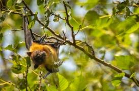 Nipah : pourquoi le risque de propagation est faible, selon l’OMS 