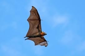 Nipah : que sait-on de ce virus mortel transmis par les chauve-souris ?