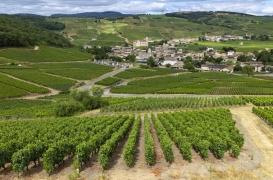 Pesticides : les riverains des vignes sont les plus exposés