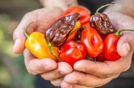 Pourquoi les aliments ultra-piquants sont-ils dans le viseur des autorités sanitaires ?