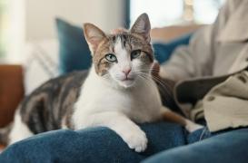 Coup de stress : votre chat ne peut rien pour vous ! 
