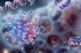 Cancer du pancréas : cette propriété des moules, promesse d’un traitement efficace ?