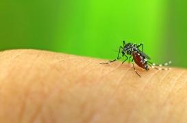 Avec la Normandie, le moustique tigre est maintenant présent dans toute la France métropolitaine