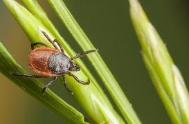 Maladie de Lyme : comment réduire la présence de tiques près de sa maison ?