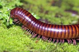 Un homme meurt après s’être filmé en train de manger des mille-pattes et autres insectes vivants