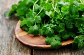 Épilepsie : les vertus thérapeutiques de la coriandre 