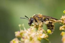 Cancer du sein triple négatif : la piste prometteuse du venin d’abeille