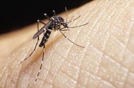 Chikungunya : quelle est la situation à la Réunion et dans l'Hexagone ?