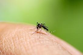 Le moustique tigre attaque en France et la Floride a une parade