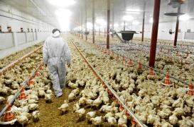Comment les élevages de poulets favorisent la propagation des gastros