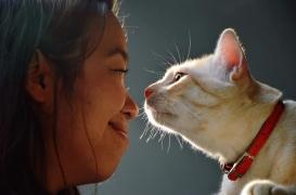 Les néonicotinoïdes toujours autorisés dans les anti-puces pour chiens et chats 