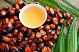 Huile de palme : un accélérateur de métastases ?