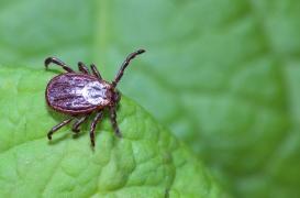 Foyer d'encéphalites à tiques dans l'Ain : l'origine alimentaire confirmée 