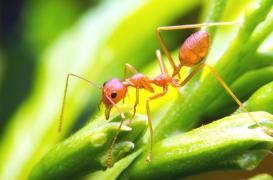 Fourmis électriques : que faire en cas de piqûre ?