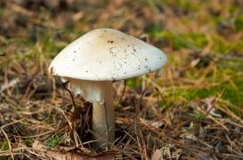 Champignons : 10 000 intoxications et 22 morts entre 2010 et 2017