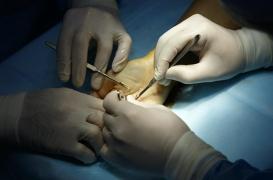 Chirurgie réparatrice : des modèles non biologiques pour former les futurs médecins