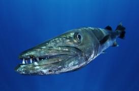 Mordue par un barracuda, une petite fille secourue grâce à un réflexe essentiel 