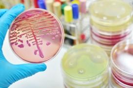 Staphylocoque : les porteurs qui s'ignorent seraient deux fois plus exposés aux décès prématurés 