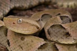 Une superglue dérivée du venin de serpent pour stopper les saignements 