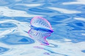 Des piqûres très douloureuses : attention aux physalies sur les côtes atlantiques 