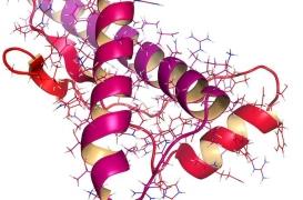 Démences: une nouvelles cible thérapeutique contre les maladies à prion 
