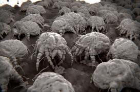 Allergies : comment se protéger des acariens cet automne ?