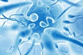 Perturbateurs endocriniens : l'exposition pendant la grossesse modifie la fertilité sur plusieurs générations