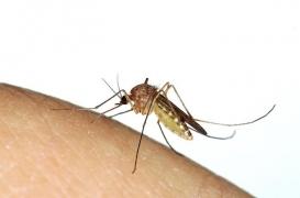 Moustique Culex : que faire si le virus du Nil Occidental revient en France cet été ?