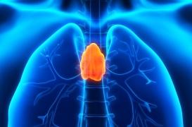 Thymus : à quoi sert vraiment cette glande ?