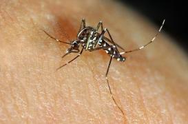 Dengue : de nombreux cas autochtones dans le sud de la France