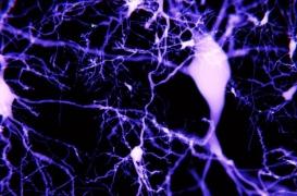 Pour l'apprentissage et la mémoire, servez-vous  aussi de votre deuxième cerveau