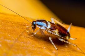 Des médecins découvrent un cafard dans le vagin d'une femme