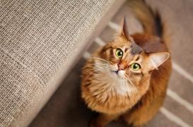 Grippe aviaire : des chats infectés, une possible transmission aux êtres humains ? 