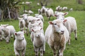 Hautes-Alpes : 50 bêtes tuées par la fièvre charbonneuse, quels sont les risques pour les humains ?