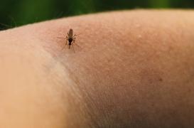 Après le chikungunya et la dengue, un premier cas autochtone de virus du Nil en France