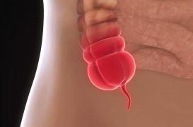 L’appendice allongerait la durée de vie