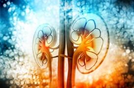 Cancer du rein : un urologue français découvre qu'un médicament est aussi efficace que la chirurgie