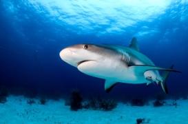 Les traitement par anticorps inefficaces contre Omicron ... mais l'espoir pourrait venir des requins