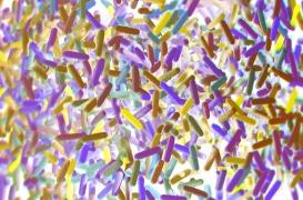 Et si nous avions une identité bactérienne au même titre que la génétique ? 