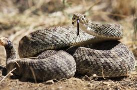 La Covid-19 tue comme du venin de serpent à sonnettes !