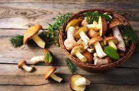 Contre le cancer, mangez des champignons