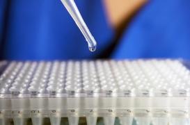 Greffe d'organes : des cellules souches « invisibles » capables d'éviter le rejet